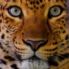 ✨✨mira hacia delante ✨🐆