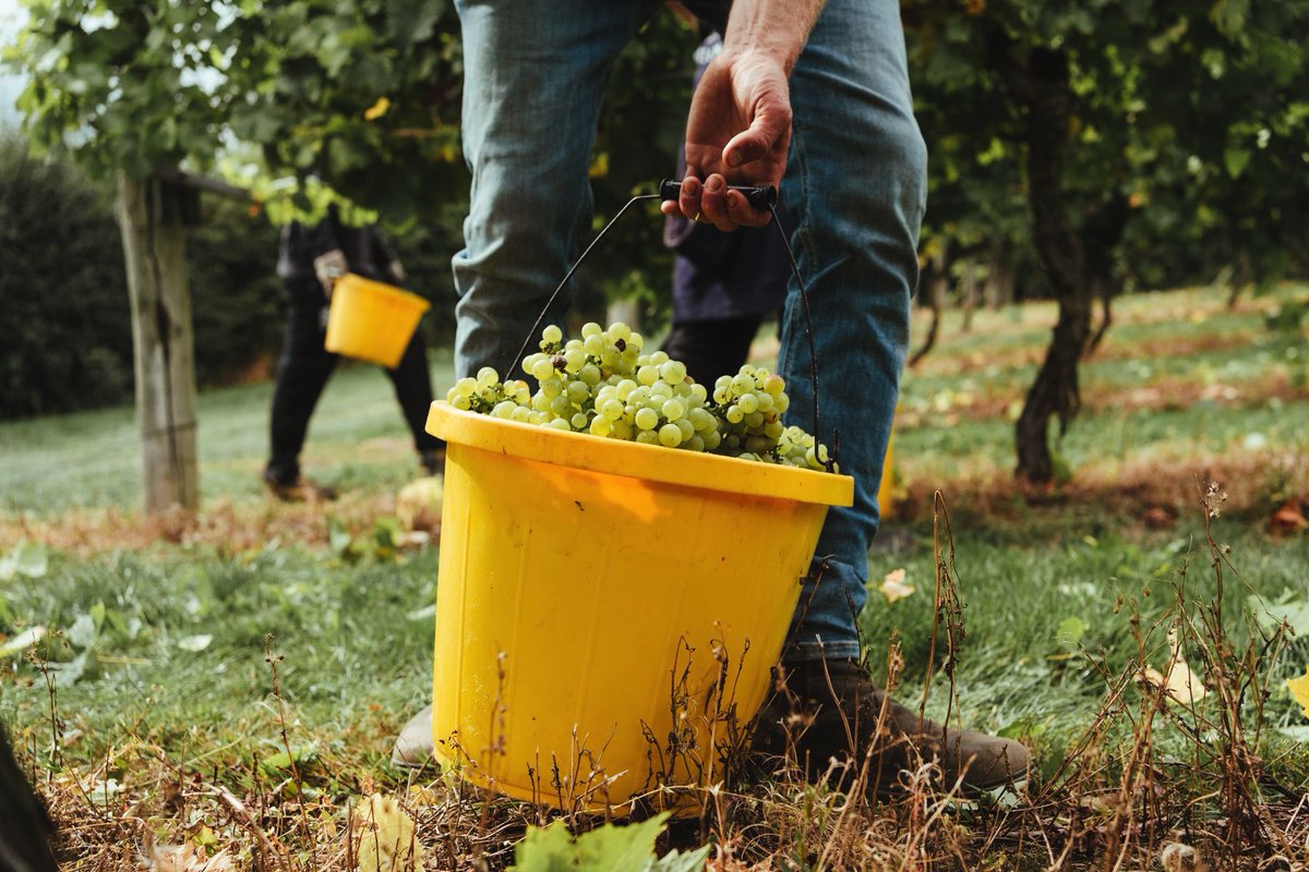 Each picker has their own bucket to pick the grapes into into, working alongside their partner on the opposite side of the vines to methodically pick all of the crop.

Once full, these are emptied into a larger tub, ready to be transported the short journey to be pressed.