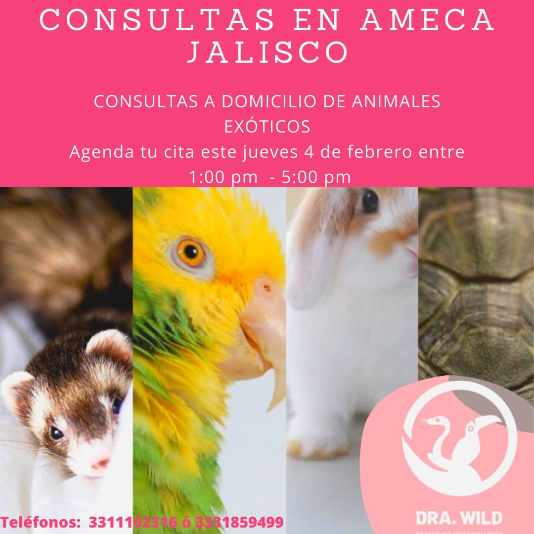 DraWildVet's tweet photo. Nos vemos éste Jueves 4 de febrero, en AMECA, JALISCO. Aprovechen consulta foránea 🦜🐍🐰 https://t.co/XedzK3ucdy