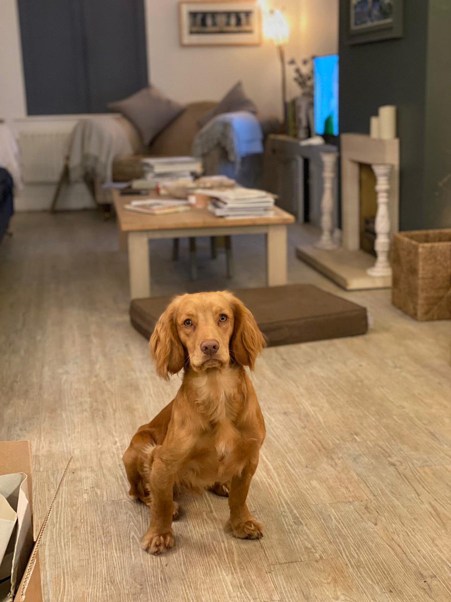 Here he is gang! <a href="/HollibeatGundog/">Hollibeat Gundogs</a>