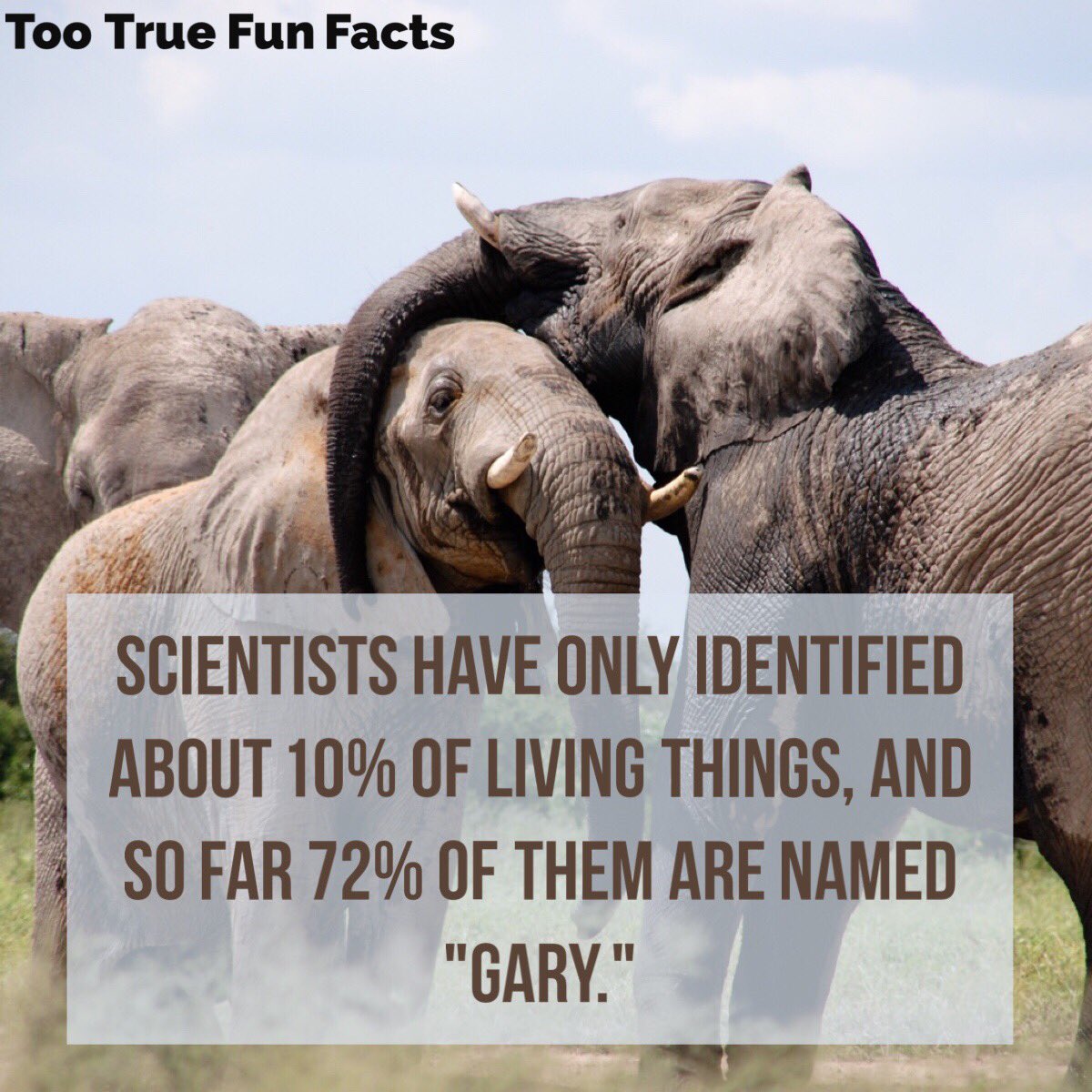 The name Gary is most often found in Aardvarks.

#Comedy #Funny #FunniestTweets #Meme #Memes #MemesDaily #Lol #Lols #Lolz #Humor #Humour #Parody #ParodyAccount #Satire #Fact #Facts #FunFact #FunFacts #Trivia #TriviaTuesday #TriviaTuesdays