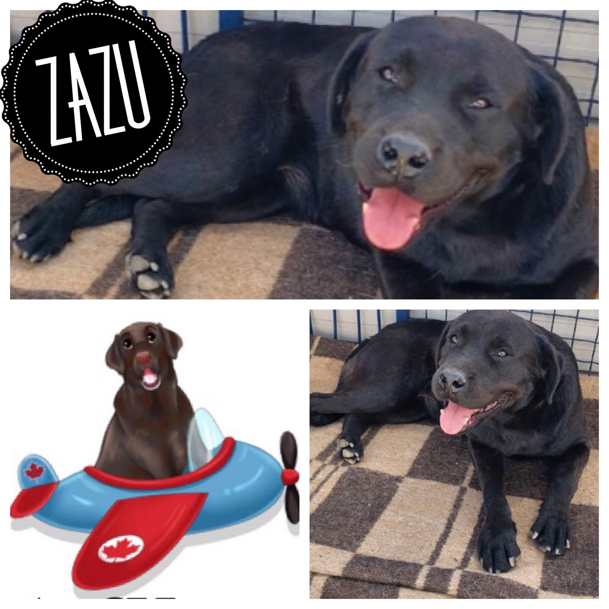 LABRESCUE289's tweet photo. Hi Friends!

I'm Nala!  My brother Zazu and I are coming to Canada to start our new life soon and we need a family who can take both of us.  

If you think you are up to the task, Lab Rescue would love to hear from you! https://t.co/q4b5Nm3Ub5