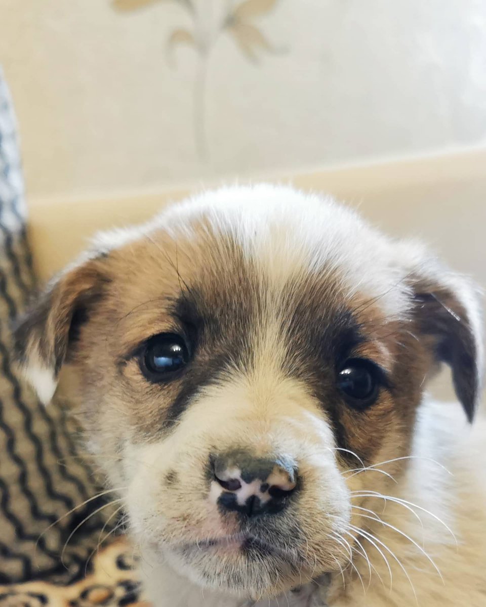 GSPSA2's tweet photo. Cuteness overload &amp; rehomed already❤️. He was found outside of a shop in #Zugdidi, @shekiladze_ from #GSPSA took him home &amp; a #FureverHome is awaiting him tomorrow. #AdoptDontShop #Georgia 🇬🇪 https://t.co/1fEKxJ6nhq