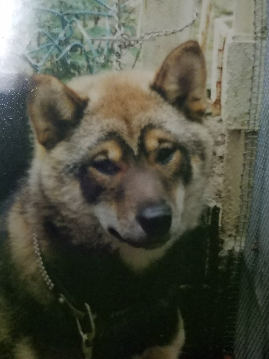 山陰柴犬 という種類の柴犬 夏毛は普通なのに冬毛のインパクトが半端ない件 か 可愛い 着ぐるみ感ある Togetter