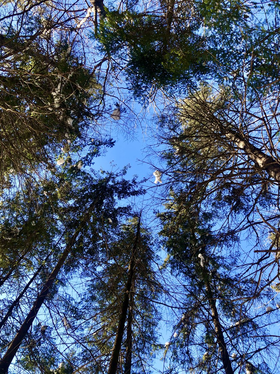 Look up, look waaaay up... #theviewfrommyoffice #tvfmo #photography #trees #nature #winter #blueskies #stormhour