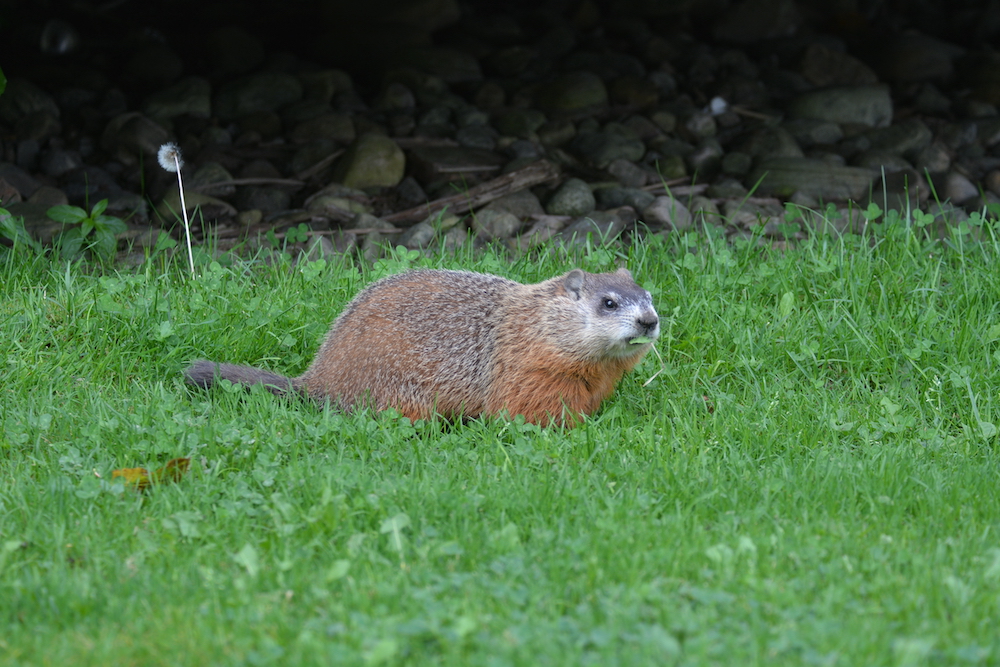 uogarboretum's tweet photo. Happy Groundhog Day! In 1970, Zoology Prof Robert Walker and 2 students used watchtowers on 22-acres of former OAC research farm north of College Ave to study groundhogs. They found that groundhogs’ statuses are dependent on how much territory they control. #LivingLab #Arbat50 https://t.co/EANd7BDekQ