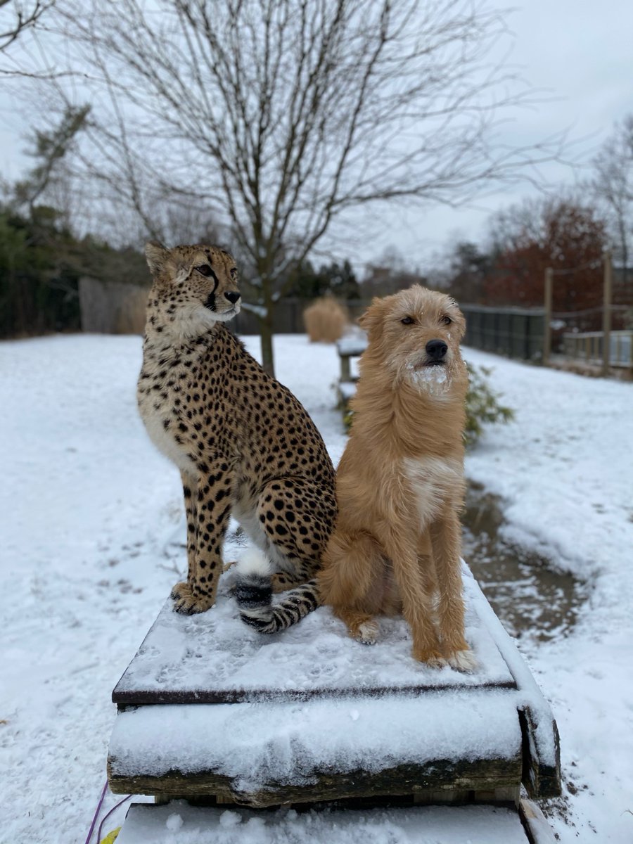 CincinnatiZoo's tweet photo. We love your snow beard Remus! Kris and Remus had a fun snow day! https://t.co/xzeBZezZ8f