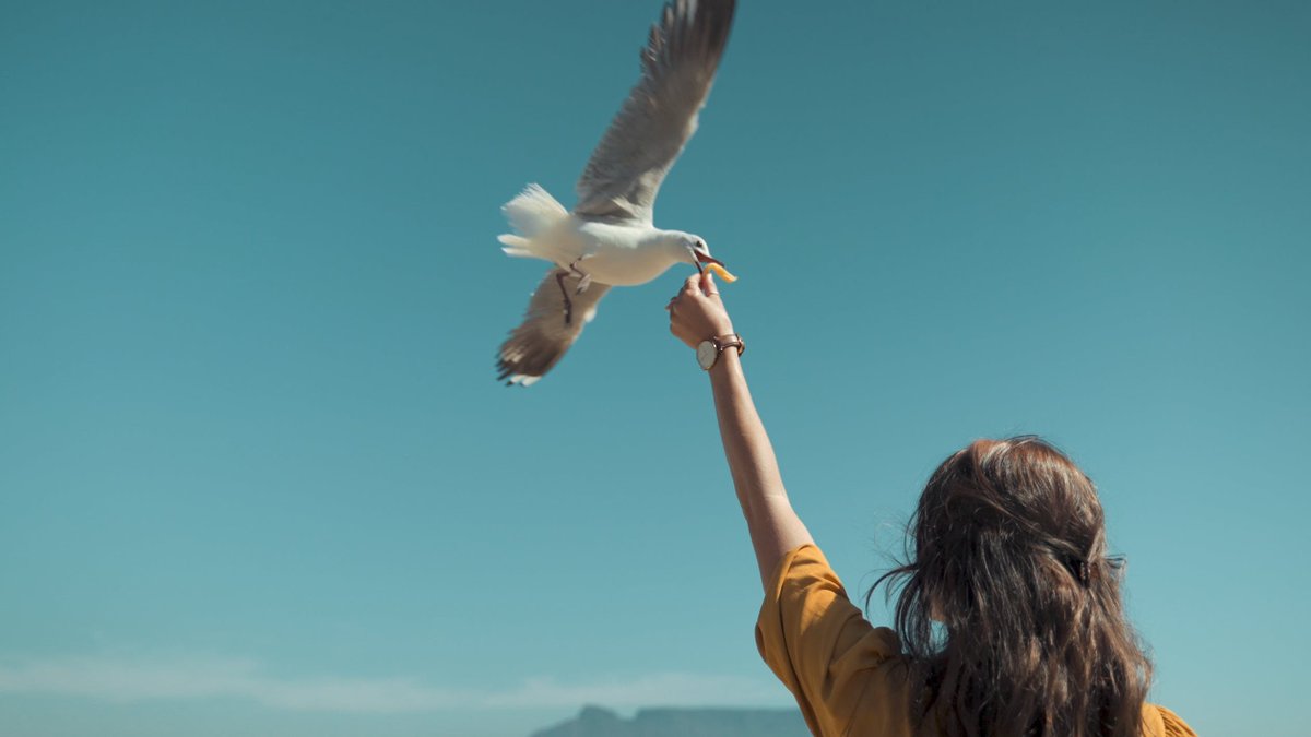 DryFins's tweet image. #BeachTip Don't feed the seagulls. While feeding the seagulls may seem harmless, in a matter of seconds, you’ll have a whole swarm all over the beach—and they’ll be there to beg you for the rest of the day.
.
.
.
#DryFins #SwimTrunks #Swimming #Swimwear #BeachWear