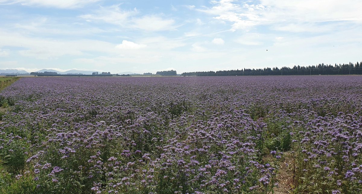 Allan Lill 🇳🇿 tweet media