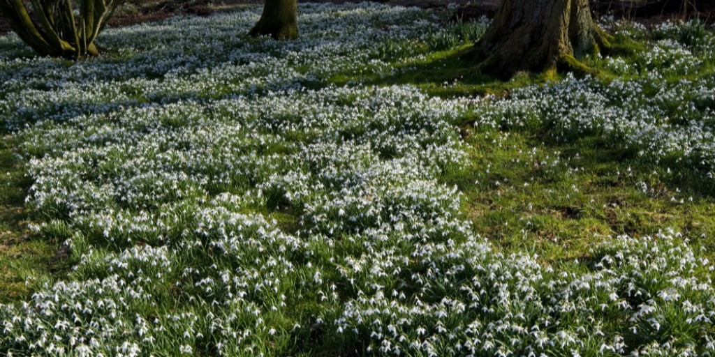 Today marks the traditional midpoint between the shortest day and the spring equinox. Known as Candlemas, it has been regarded as one of the most significant days in the cycle of the seasons, as winter officially gives way to spring.