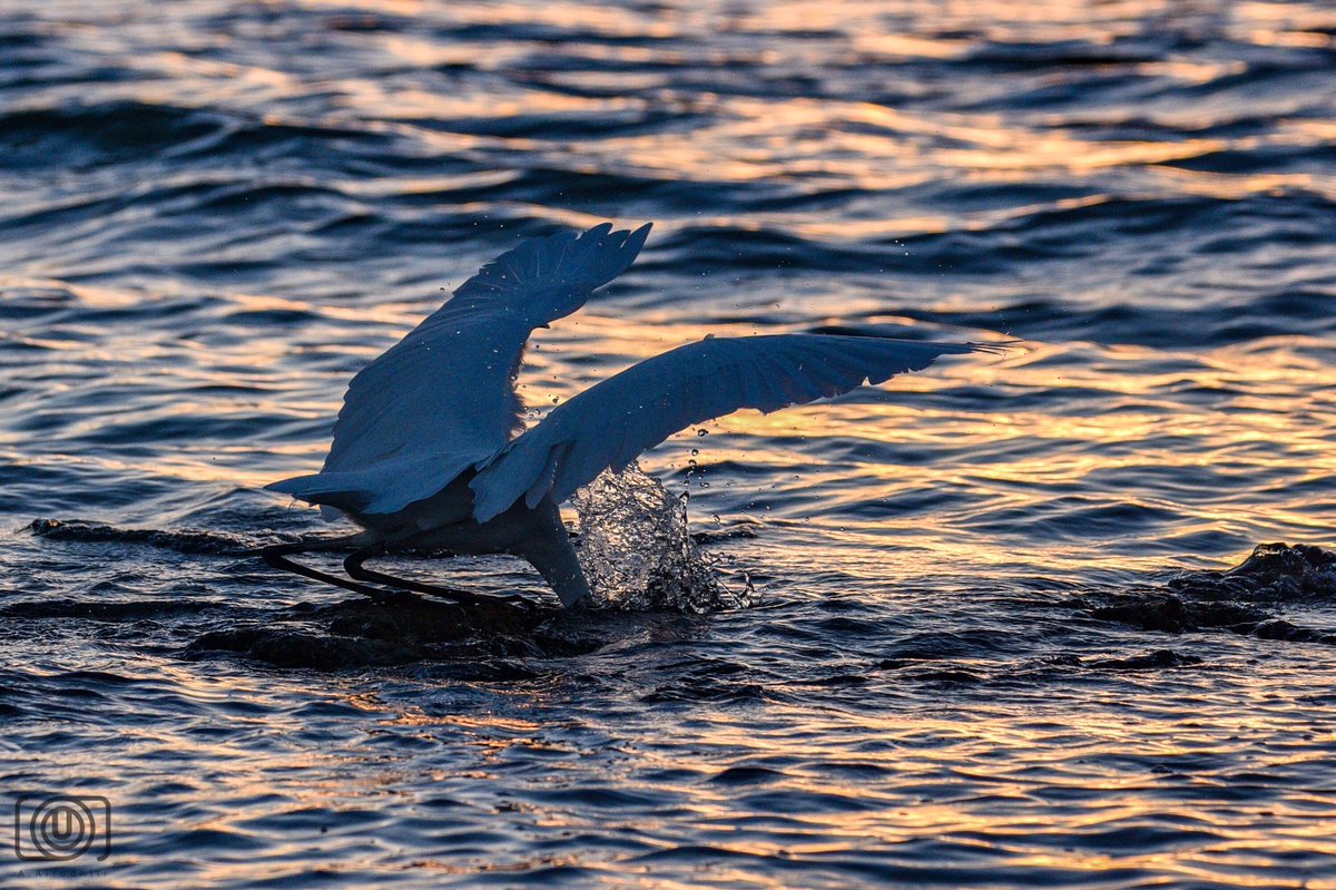 AOutlaw97's tweet photo. Egret....
#birdphotography #NaturePhotography #NatGeo #nationalgeographic #oman #Muscat https://t.co/5F3CNPi931
