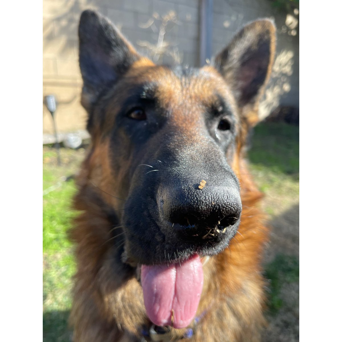 TonyFergusonXT's tweet image. “DawG🥇Dayze”  The🐕Pups Keepin’ It Sweet &amp;amp; Enjoying The Sun On A Glorious Tiramisu🍮Tuesday Afternoon 🐾🐕🐾 Have A Great Day Mi Gente 🍃 -Champ -CSO- 🇺🇸🏆🇲🇽 # 🌵