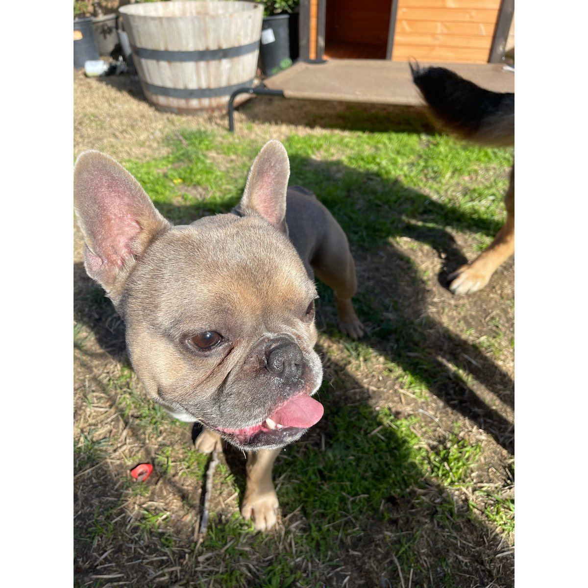 TonyFergusonXT's tweet image. “DawG🥇Dayze”  The🐕Pups Keepin’ It Sweet &amp;amp; Enjoying The Sun On A Glorious Tiramisu🍮Tuesday Afternoon 🐾🐕🐾 Have A Great Day Mi Gente 🍃 -Champ -CSO- 🇺🇸🏆🇲🇽 # 🌵