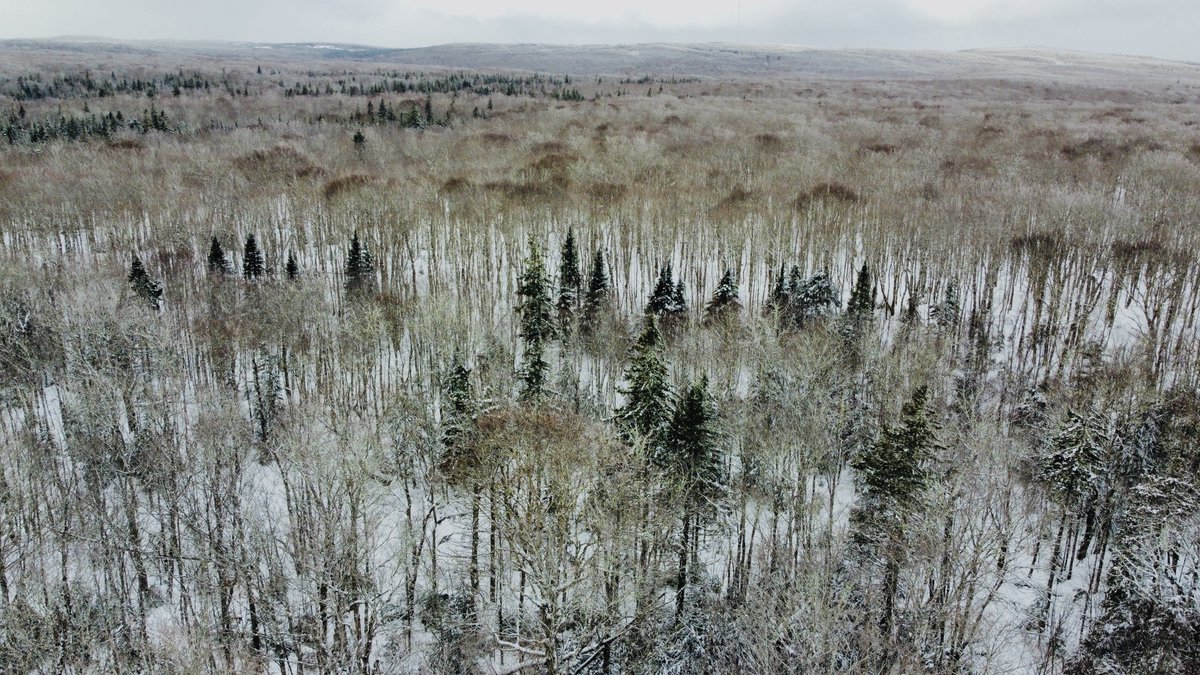 Barneys River Nature Reserve: Extensive old growth hardwood forest, one of the only protected area opportunities in Pictou County, landscape representation