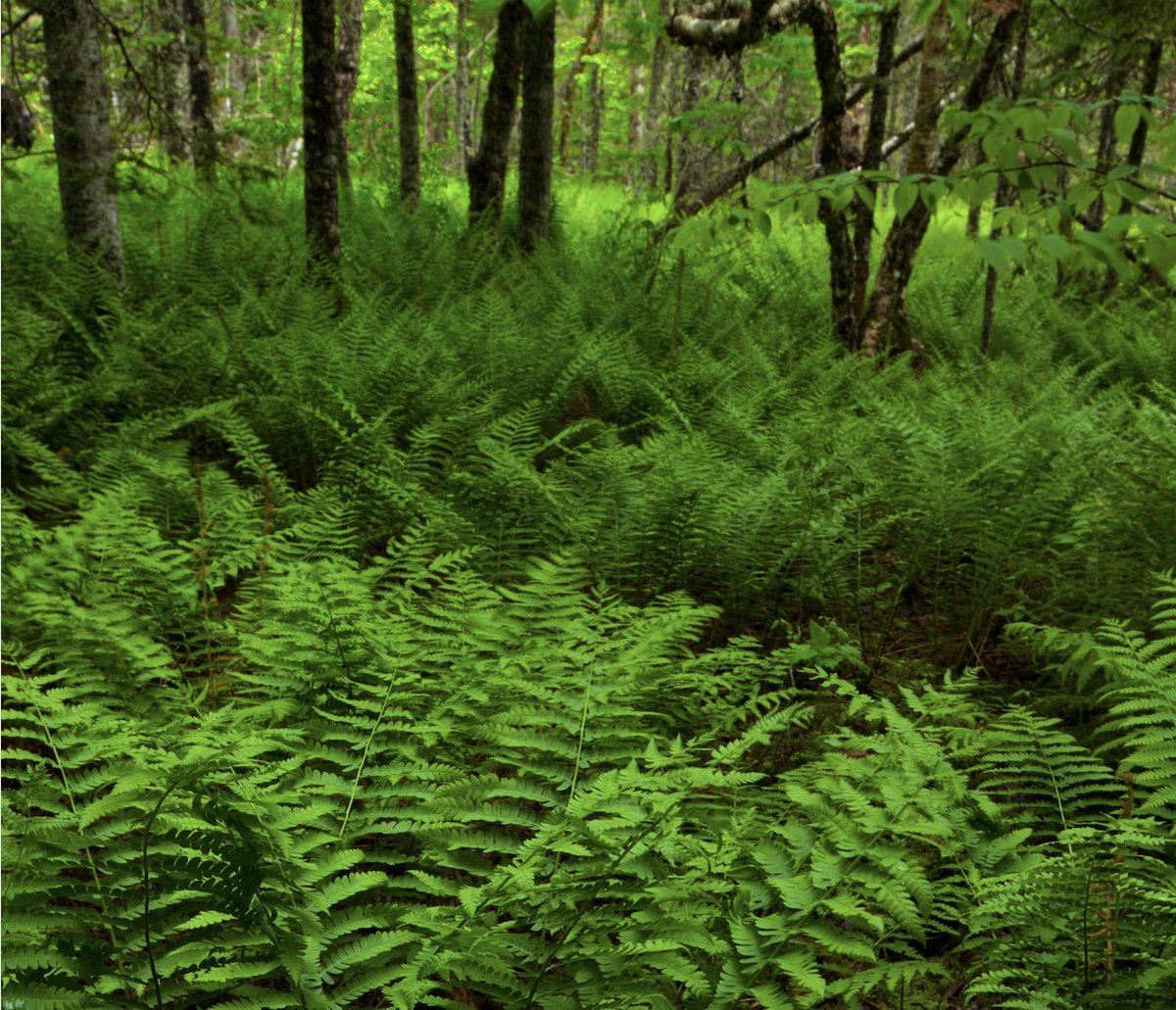 We fought hard for these areas. If you like these sorts of results, please consider making a donation to  @CPAWSnovascotia so we can continue this work. Thank you.  https://donate.cpaws.org/page/26390/donate/1