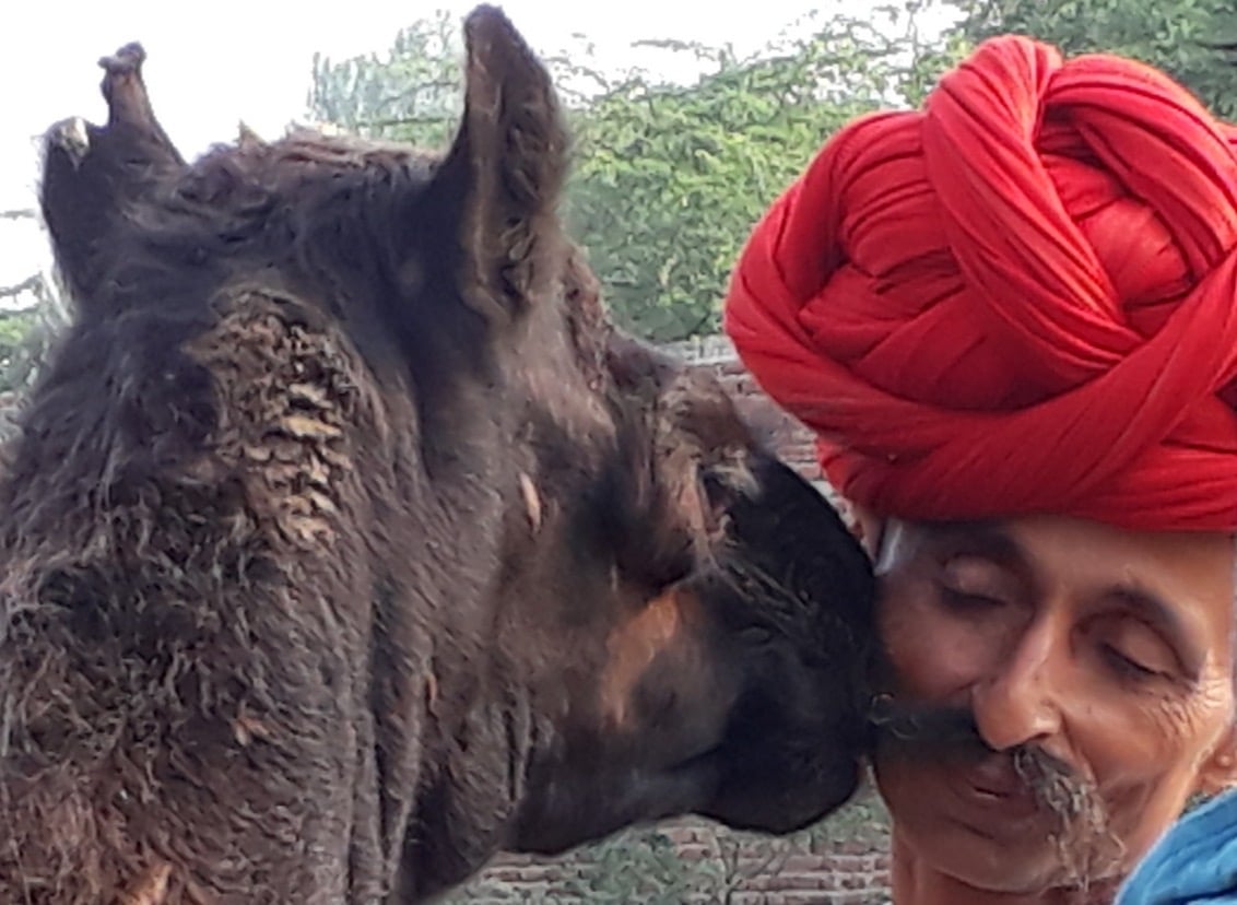 CharismaCamel's tweet photo. Our #camelmilk is #madewithlove from #Rajasthan https://t.co/uIqv0LR7MK