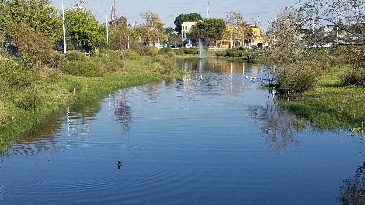 There's also the South Los Angeles  #Wetlands Park, opened in 2012, formerly a  @metrolosangeles bus yard and  #LARy streetcar maintenance facility off of Avalon Blvd: #WorldWetlandsDay