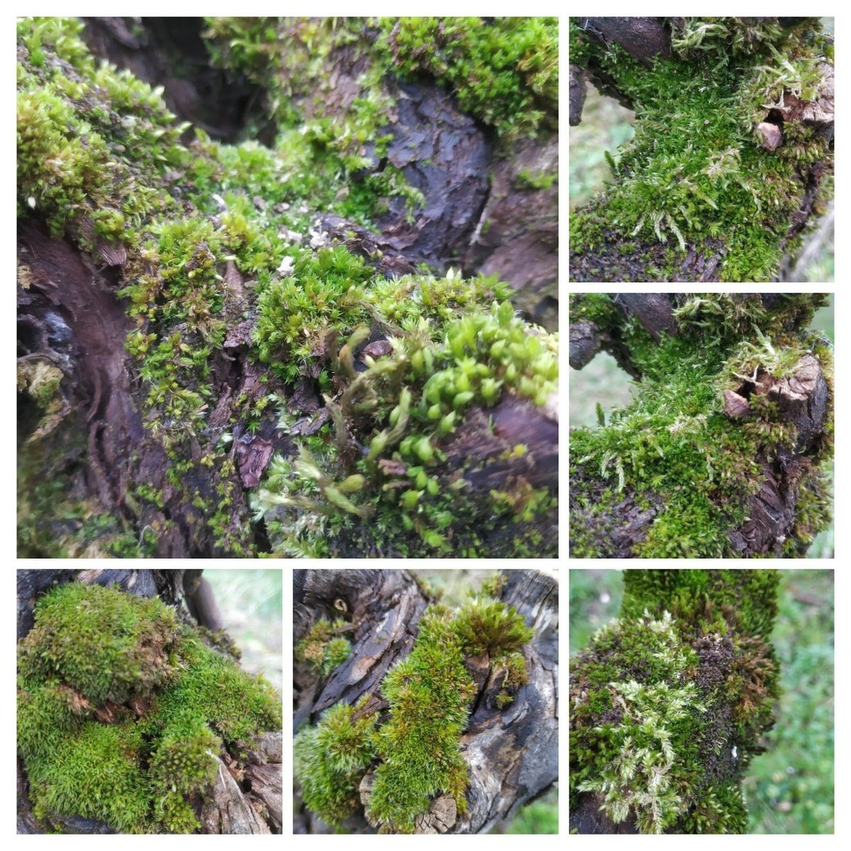 Mahatsondoa,
25 urtetan zehar 
zenbat  zaparrada, xirimiri, ekaitz... 

#talaiberri #hondarrabizuri #zarautz #mahastia #txakolina #hondarrabibeltza