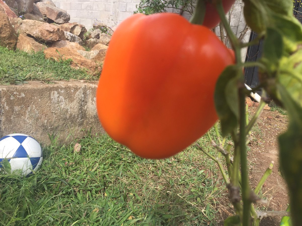 YamiGonzalesj's tweet photo. Ya casi listos mis vegetales #organicos para darles sabor y color a mis deliciosas #Tortillas100%maiz criollo cuándo lo que yo siembro no me ajusta le compro a los pequeños productor@s así va este proyecto de las tortillas y vegetales. #IXIM.HN https://t.co/7na2KrsJo2