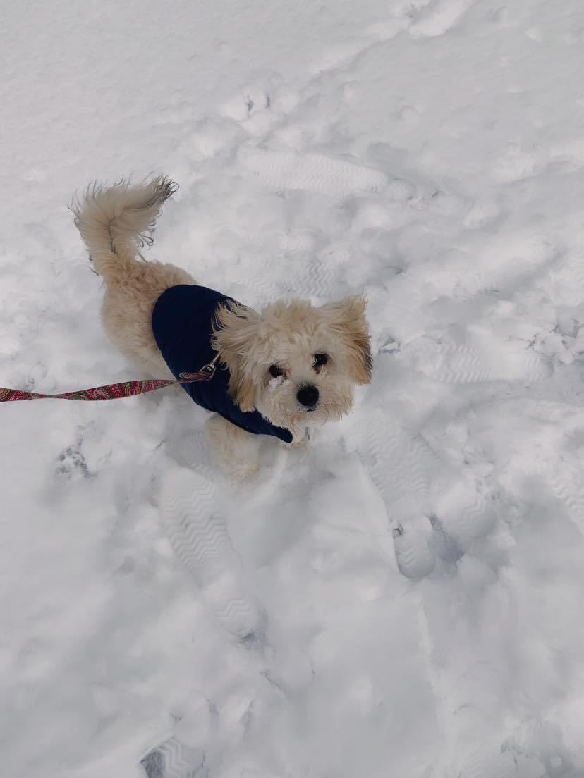 Who else has gotten outside and played in the snow?? ❄️