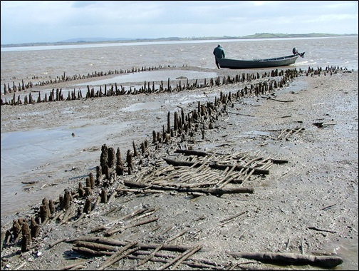 There is no evidence how Lepenski vir people caught sturgeons, but we can assume that they used fish traps used by fishermen world over to catch migratory fish, either in rivers or in tidal seas.  https://en.wikipedia.org/wiki/Fishing_weir