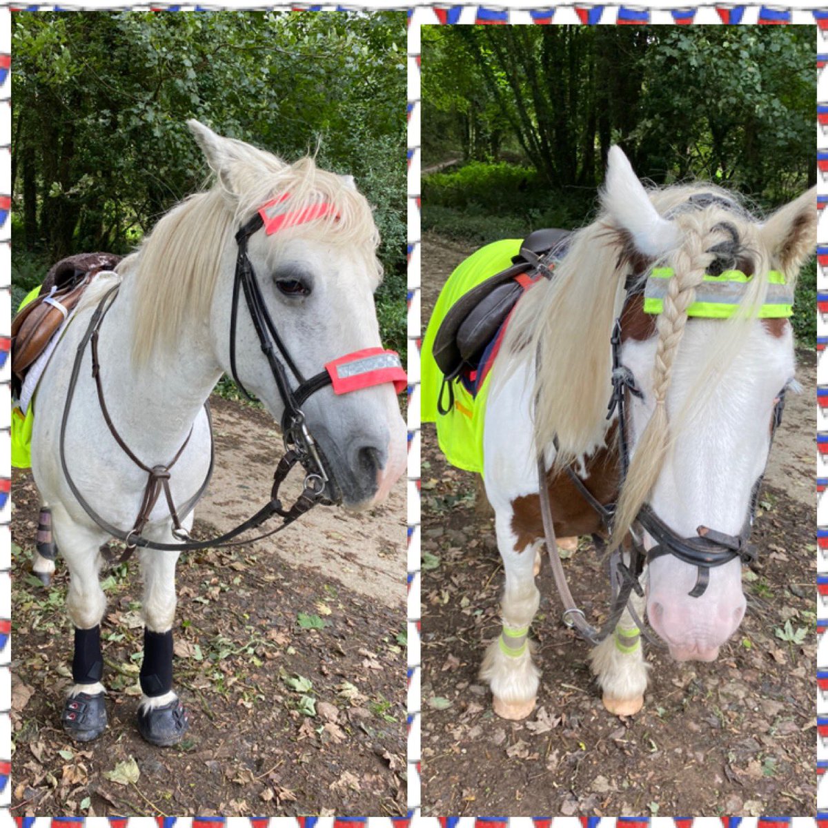 lisaruby0301's tweet photo. @aponyhour @Valtmadm That’s funny 🤣 no snow down in Cornwall hence the non stop rain 🤦‍♀️ will just have to have lots of cuddles with these two instead #myworklifebalance #veterenmare #newforestpony #younghorseintraining #gypsycob https://t.co/r4xHxbol8o