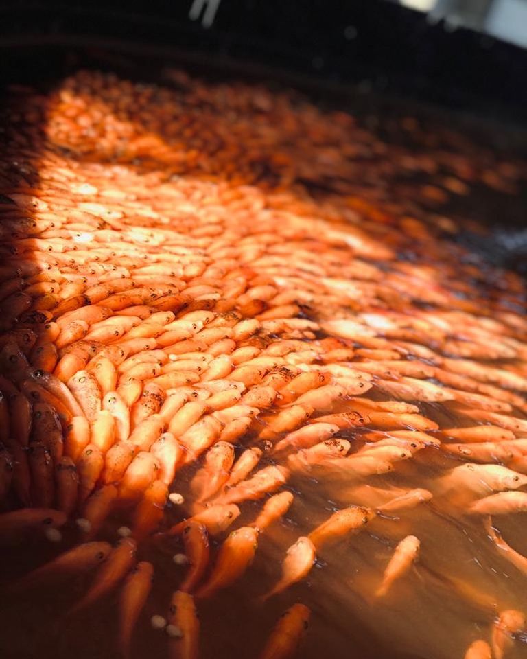 Crías de tilapia roja nacidas en Laboratorio Vista Hermosa de la UTMarT.

Mayores informes al Cel.: 835 103 5318

#utmart #laboratorio #tilapia #lapesca #sotolamarina #tamaulipas #viveméxico #acuacultura #educacion