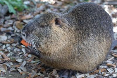 ExpotelEvolve's tweet photo. Let’s hope Parish’s early spring prediction is correct. Phil the Groundhog can keep his 6 more weeks of winter up north. 

https://t.co/zU1GNqiRHR https://t.co/KE3OlyM40v