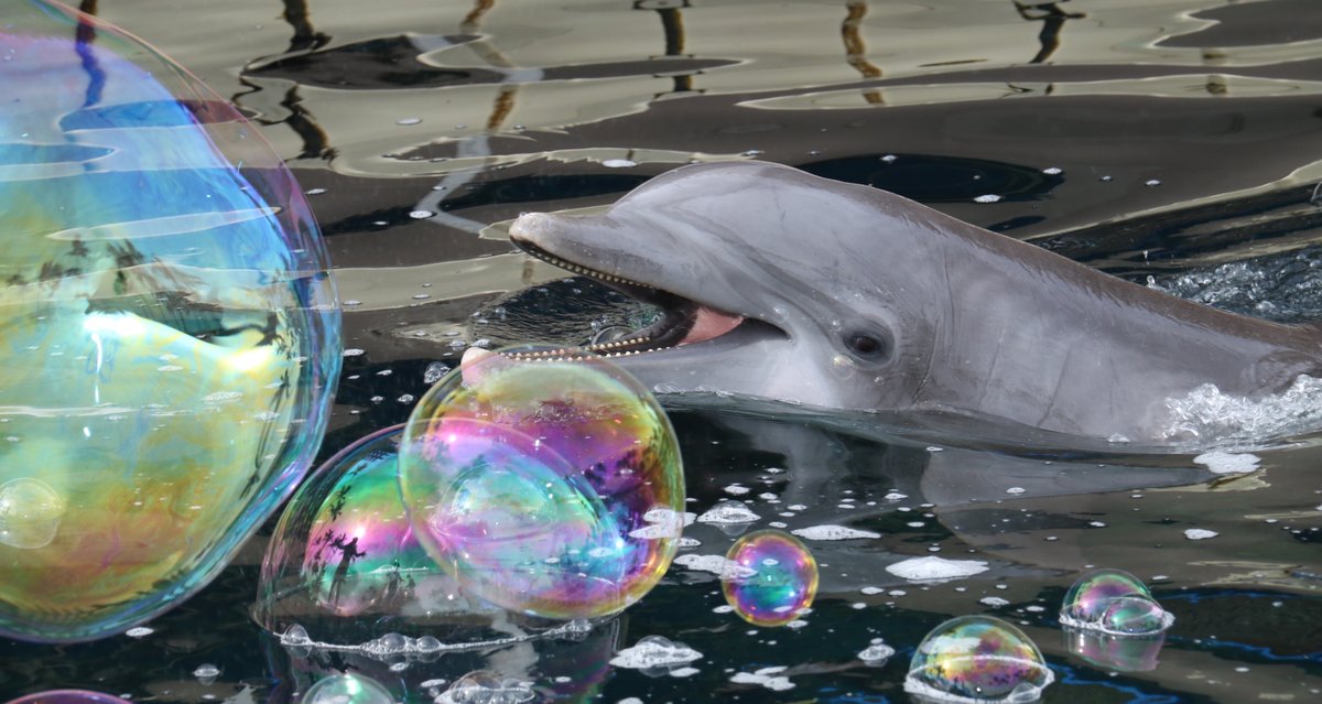 Double, double, toil and...bubble! Check out this beautiful photo from a super fun enrichment session at Dolphin Quest Hawaii!

Did you know our Marine Mammal Specialist's use a dolphin-safe bubble mix so our curious dolphins can enjoy popping bubbles in a safe and fun way?