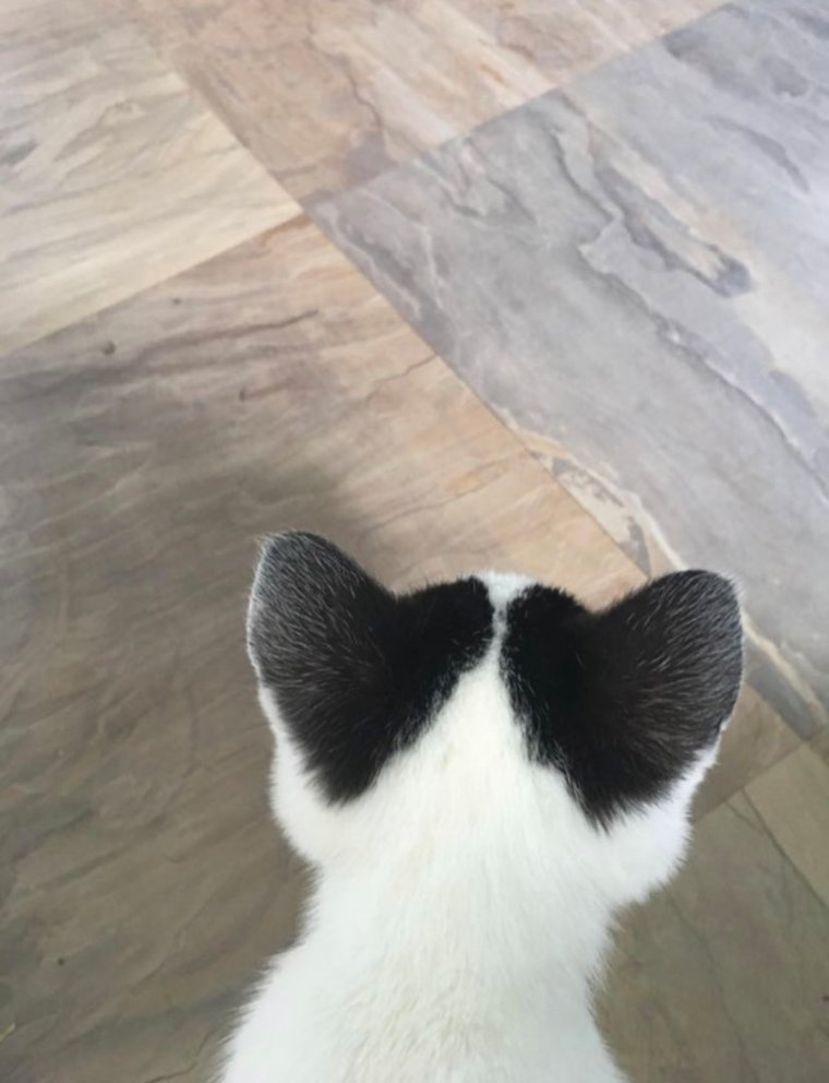 Why you should have a cat (@shouldhavecat) on Twitter photo 