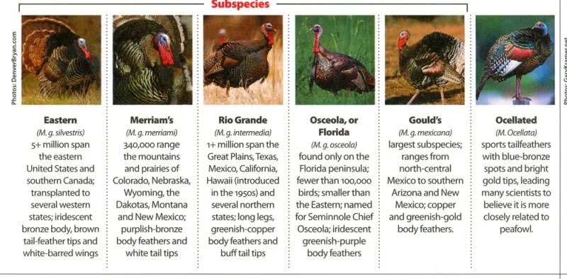 Here’s a cool summary sheet comparing all 5 subspecies (plus the Ocellated Turkey, which is a different species entirely) (6/n)  https://coloradooutdoorsmag.com/2015/05/14/5-tips-for-hunting-merriams-turkeys/