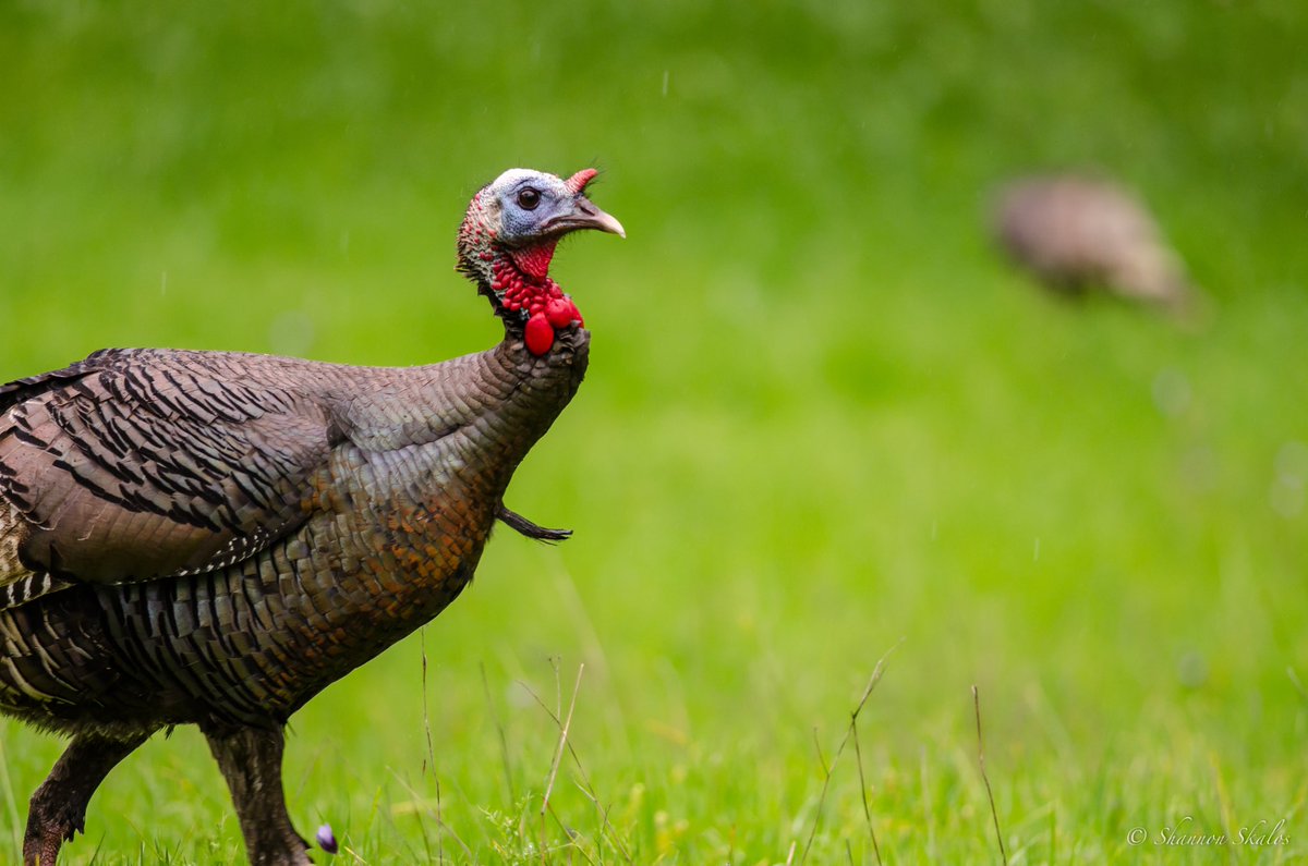 Wild Turkeys (Meleagris gallopavo) are some of the goofiest birds I’ve ever seen. They’re also one of my absolute favorites. Just look at these goobers! All of their colors, patterns, shapes, and behaviors are a sensory overload! Let’s learn some facts about turkeys (1/n)