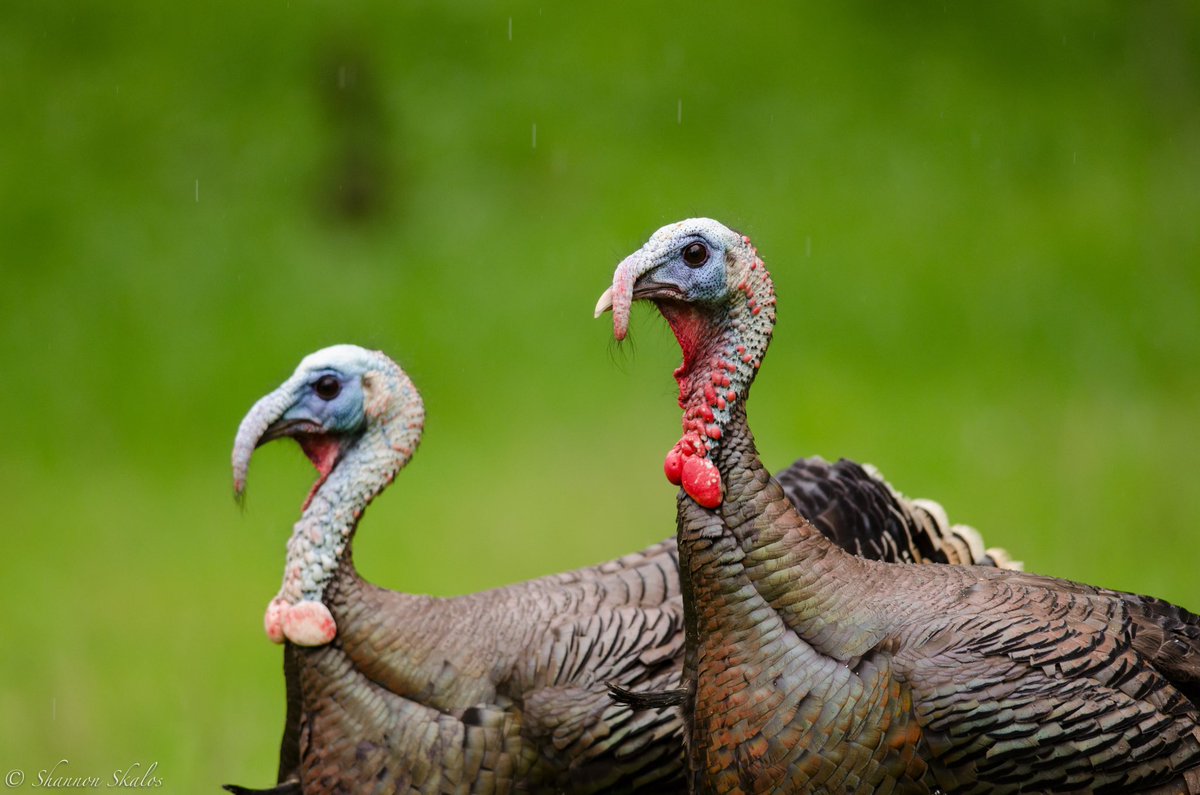 Wild Turkeys (Meleagris gallopavo) are some of the goofiest birds I’ve ever seen. They’re also one of my absolute favorites. Just look at these goobers! All of their colors, patterns, shapes, and behaviors are a sensory overload! Let’s learn some facts about turkeys (1/n)