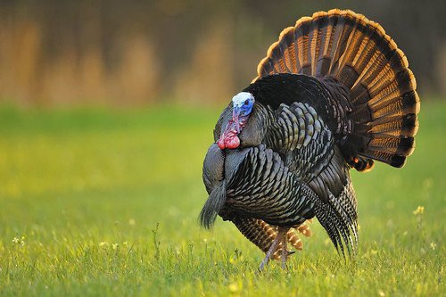 The Eastern Wild Turkey is the second largest and most widely distributed subspecies. They are characterized by their brown tipped tail feathers and overal regalness  (7/n): Tes Jolly, NWTF