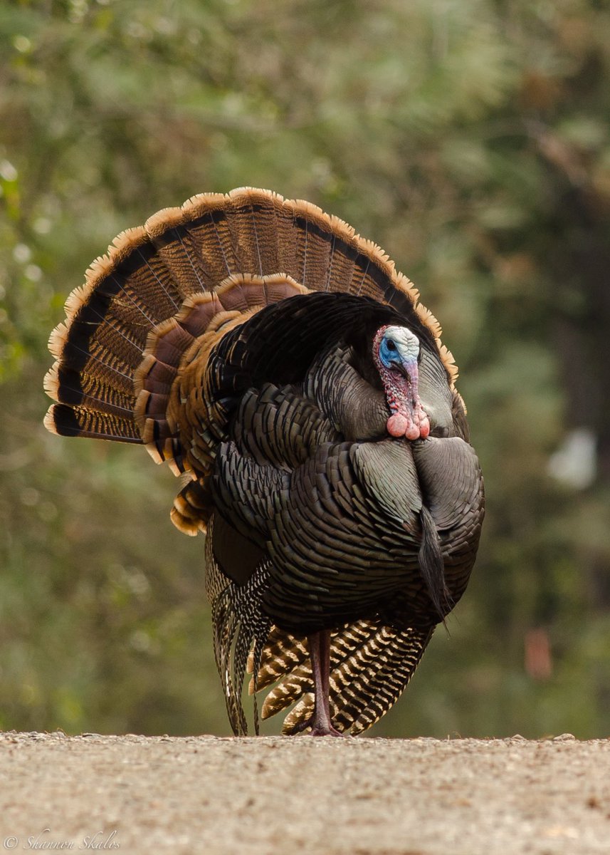 Then there’s the Rio Grandes, which were also introduced to California and Oregon and featured in my pictures above. They are the second most abundant subspecies, and have more of a buffy white tail tip (8/n): me