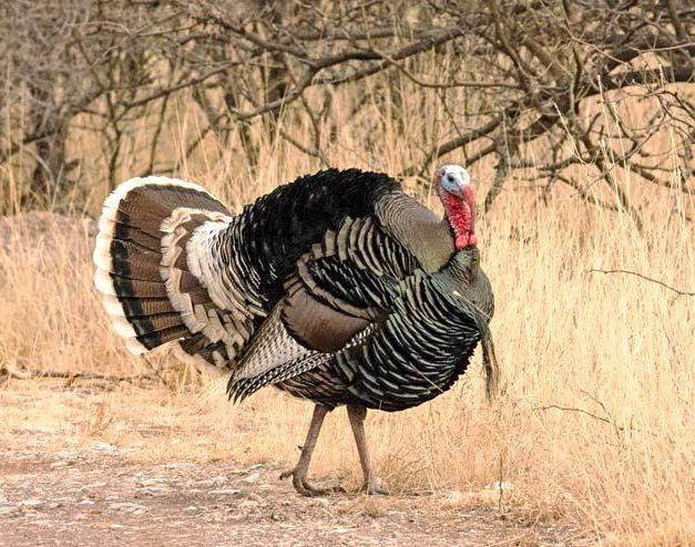 The name “Chiricahua” means “range of the wild Turkey” in Opata (I just learned this). These birds have been in decline in the past, but have benefited from reintroductions and management practices.  https://www.nps.gov/chir/goulds-turkey.htm (13/n) :  http://www.nwtfhuagoulds.org/2016-turkey-capture-8-10-april.html