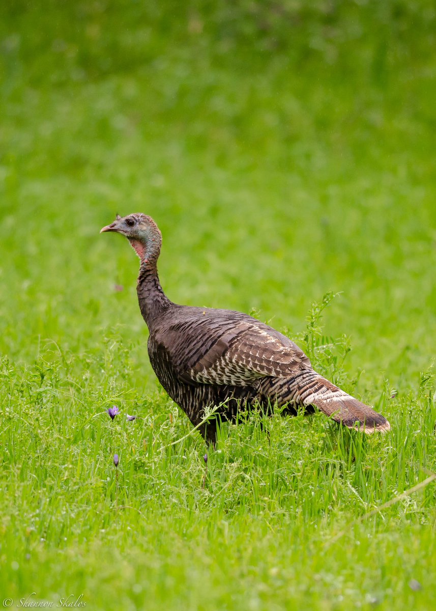 I would be remiss if I left out the hens! While male turkeys, called Toms for adults and Jakes for juveniles, are often the star of the show, hens are just a beautiful in my opinion and fiercely protective of their young (15/n): me