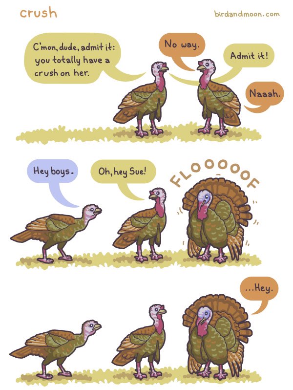 In a feat of sexual selection, male turkeys have long dangly fleshy appendages above their beaks called a snood. The snood swells up and turns bright red near the ladies, and the longer and redder, the better (22/n):  @RosemaryMosco