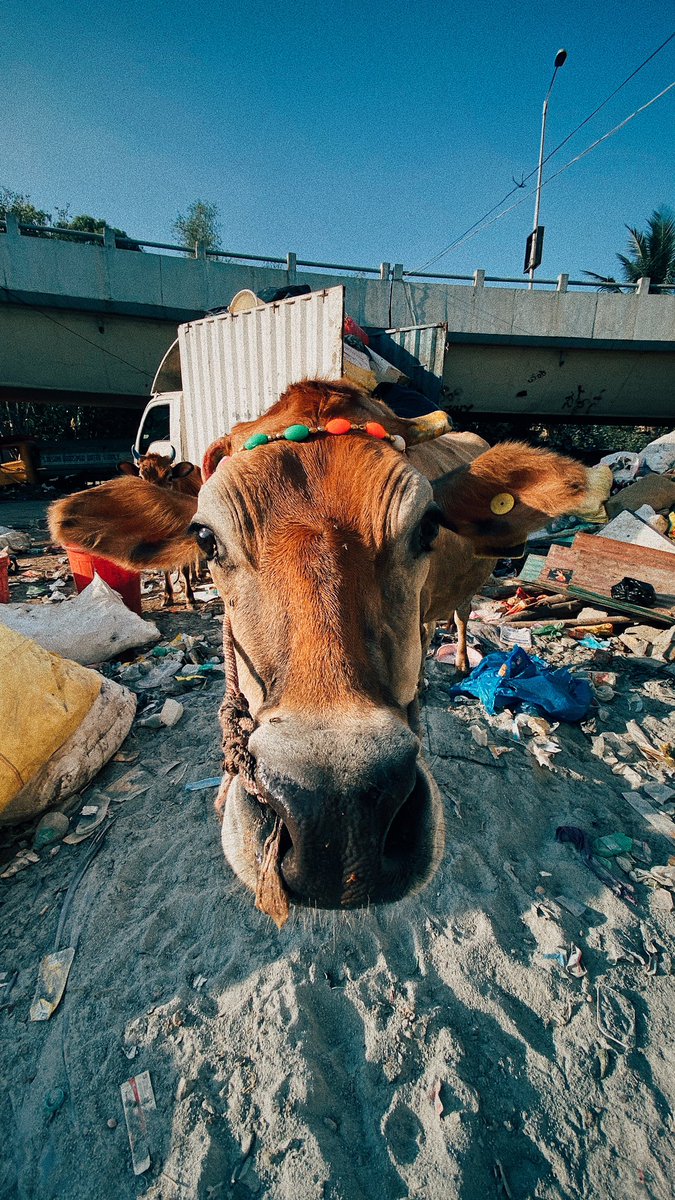 maartenfilms's tweet photo. Scenes from India one year ago (Feb 2020), visiting the amazing work by @Plastics4change. Just before the world turned into an unexpected direction.
#WasteManagement #india #documentaryphotography #documentary #photography https://t.co/9skzXE7WGJ