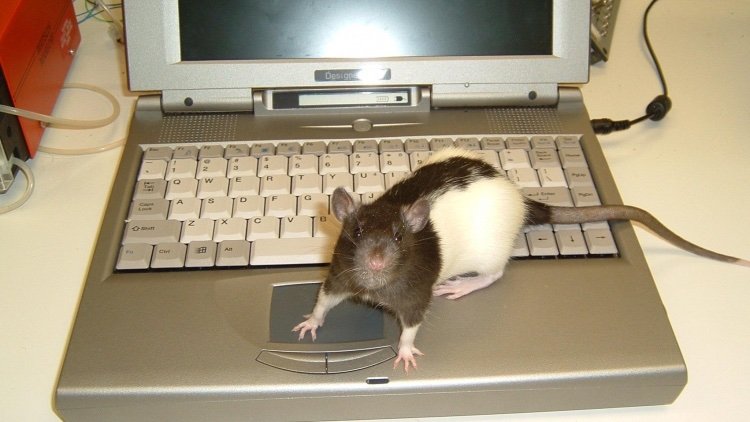 Видео где бегает мышка. Мышь за компьютером. Крыса за компьютером. Мышка для компьютера. Мышь и компьютерная мышь.