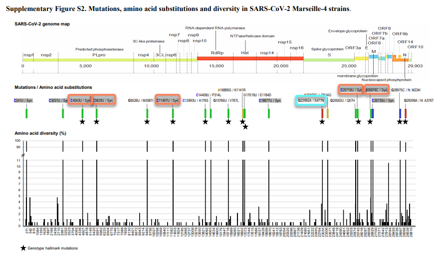 Dans les documents supplémentaires, ils donnent une liste de mutations typiques de ce variant Marseille 4, de très nombreuses sont des mutations ne modifiant pas la structure des protéines virales, elles sont dites silencieuses (Syn, rectangle orange).