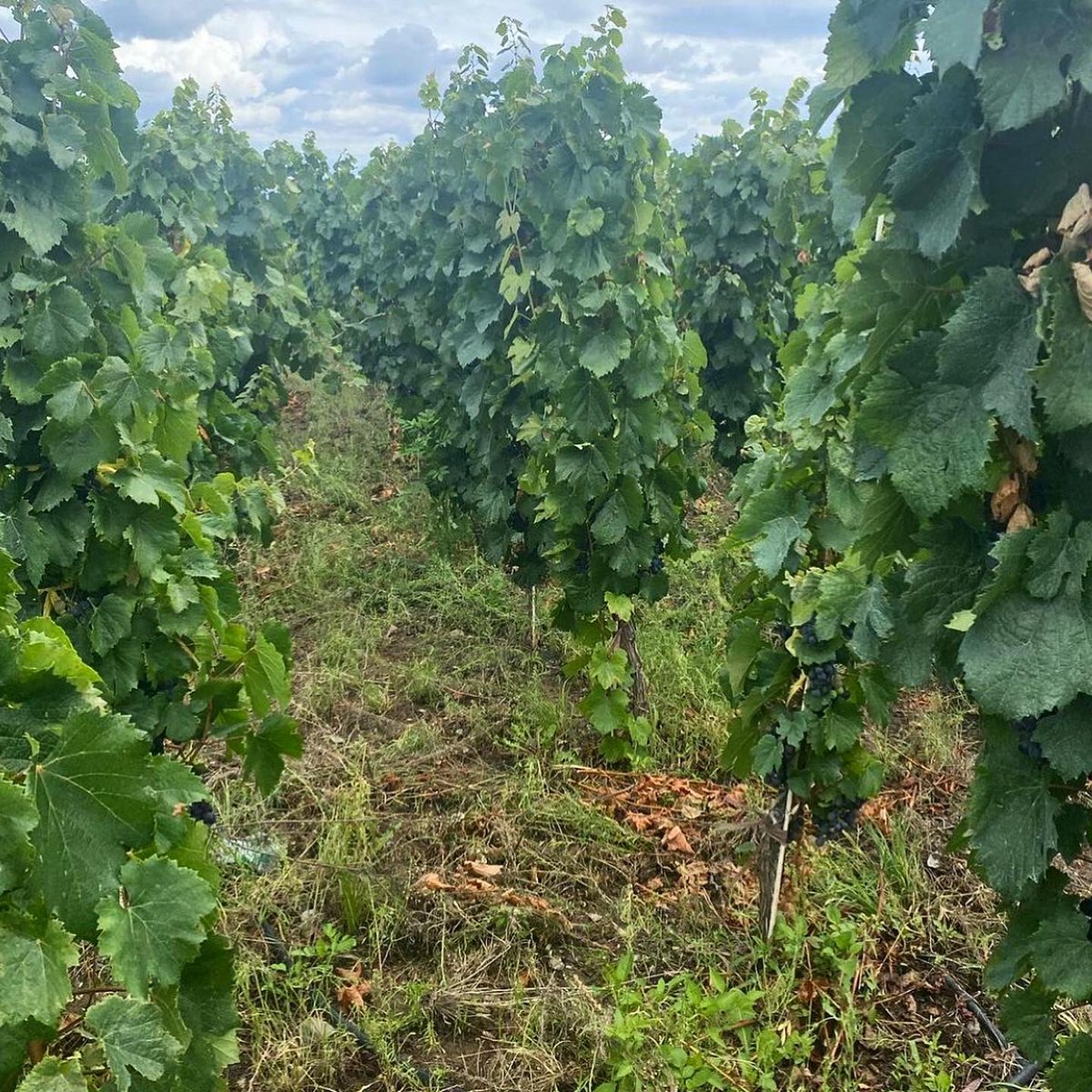 #FuegoBlanco / Ya se vibra al ritmo de la #Vendimia2021 en la Finca de <a href="/fuegoblancook/">Fuego Blanco</a> en el #ValledelPedernal, #SanJuan. Cosechamos emociones!