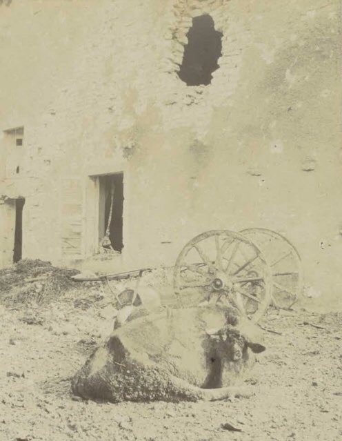 The body of a cow lies in front of a bombed-out building in Fleury. The remains of the village are today within a so-called Red Zone, deemed uninhabitable.