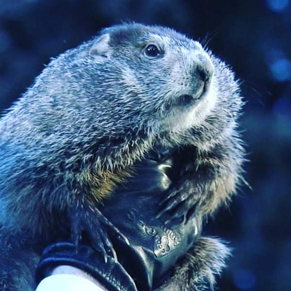 LvilleTrivia's tweet photo. Okay, campers, rise and shine, and don't forget your booties 'cause it's cooooold out there today. We've got a great game for you tonight at 7 at The Raven. #groundhogday #louisvilletrivia #louisvillethinks https://t.co/MyurthMilW