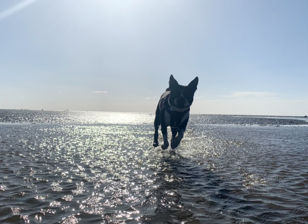 markjackson69's tweet photo. @Kraturescuedog @DickKingSmith Are we playing #HoverDogs ? 😀 https://t.co/W1NqNgyjv3