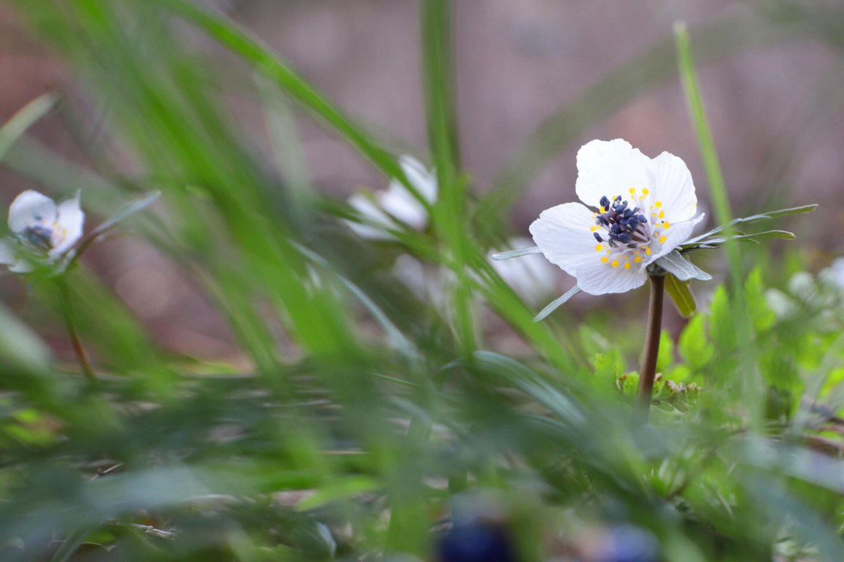 カーサミア おうち女子 イマソラ Tlを花でいっぱいにしよう 2 3の誕生花 彡 節分草 セツブンソウ 花言葉 微笑み 光輝 節分のころに花を咲かせるため この名前がついたお花 大群落を作り一面白い花に埋まるところもあるそうですよ 雲ひとつ