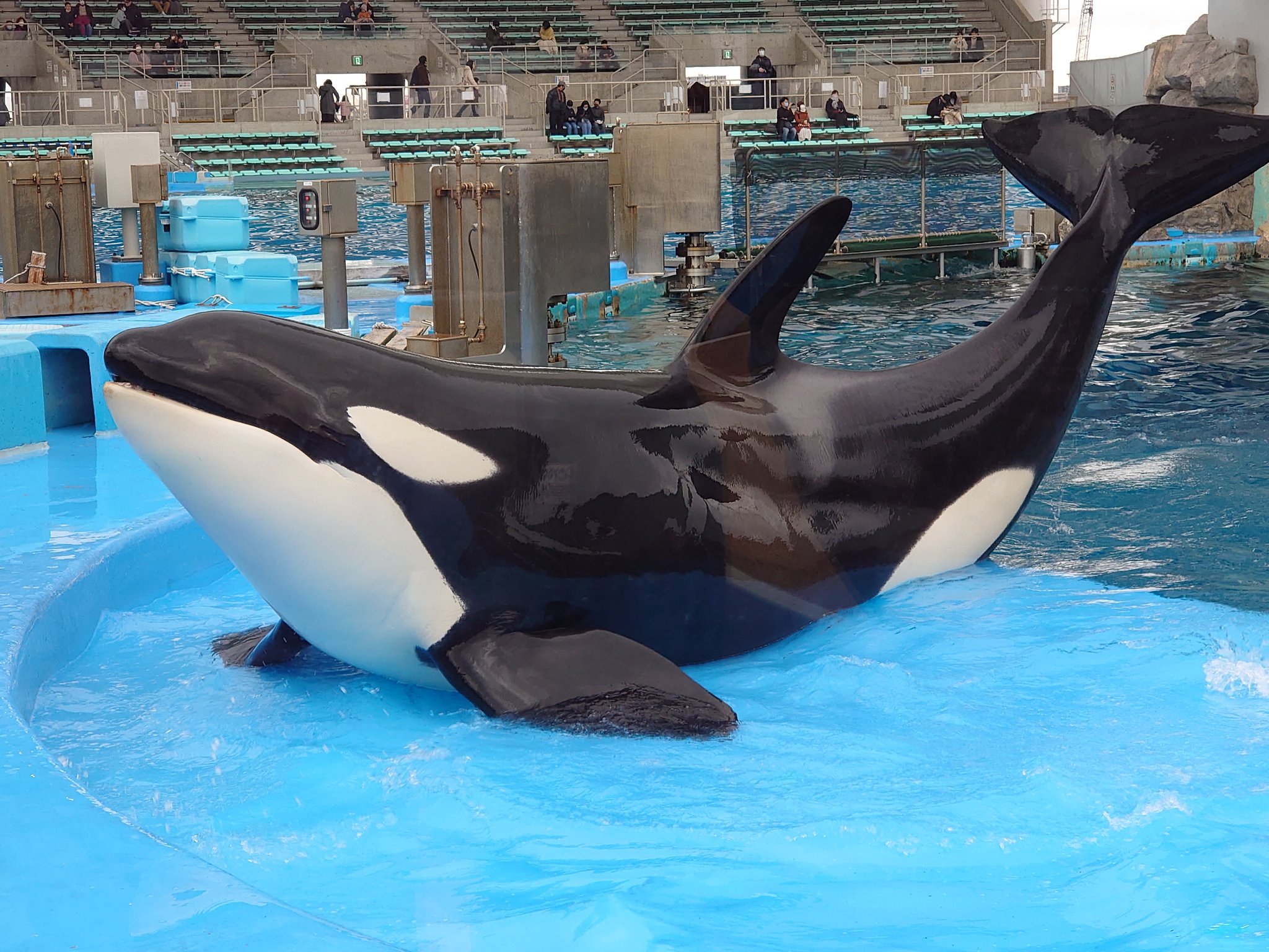 ⭐️レア⭐️新品未開封⭐️名古屋港水族館限定