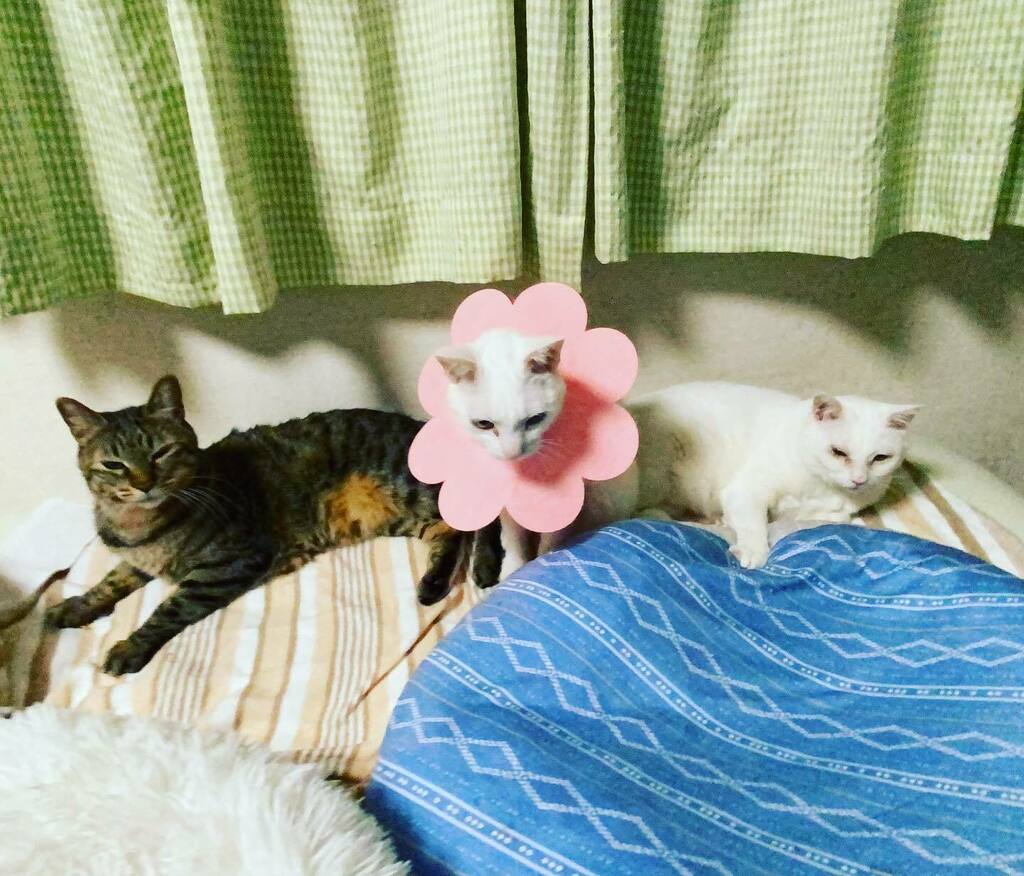 ねこ か ます Twitter