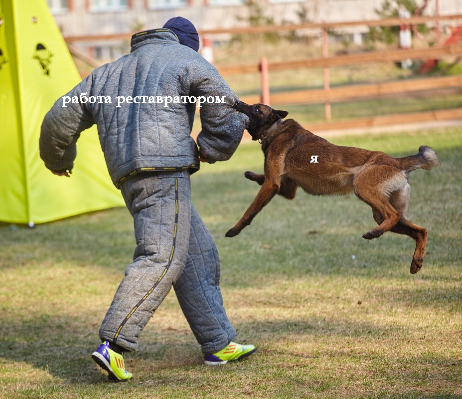 Собаки караульной службы. Испытания и состязания собак. Караульная служба малинуа. Испытания и состязания собак. Бельгийская овчарка окд.