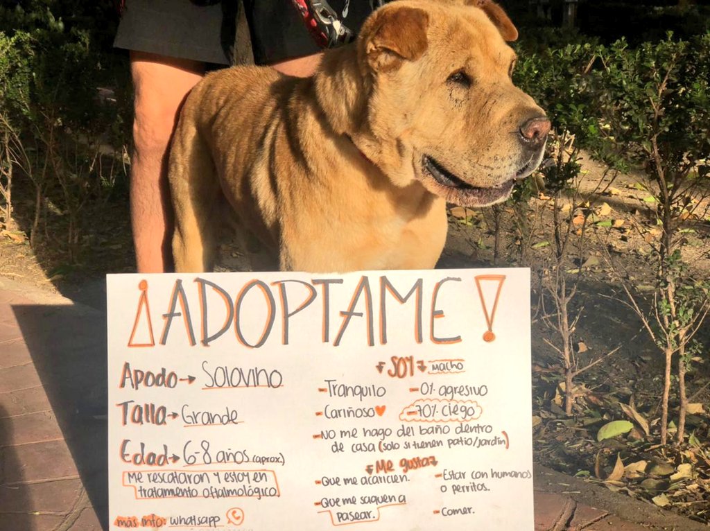 Fundación Toby tweet media